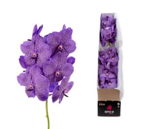 4x Vanda sun.lavender sprinkles 20cm