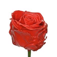 10x Wax roos rood 70cm