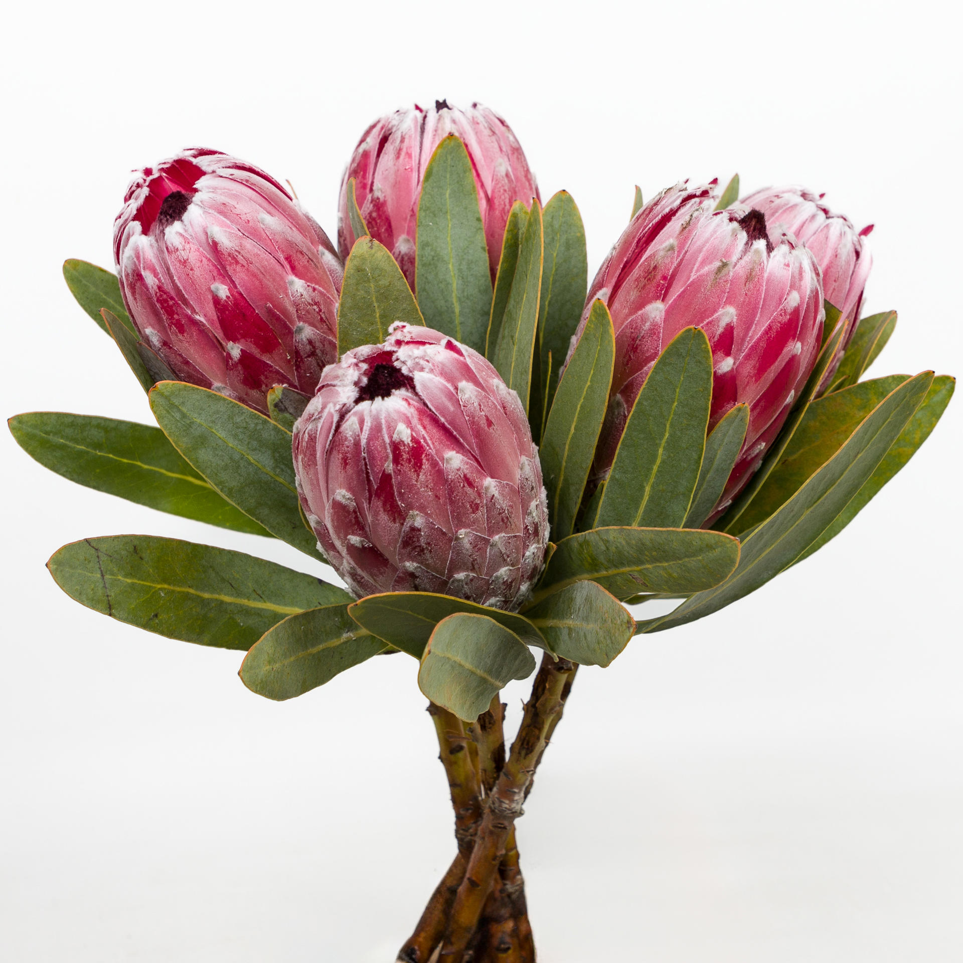 5x Prot.compacta pink lady 40cm