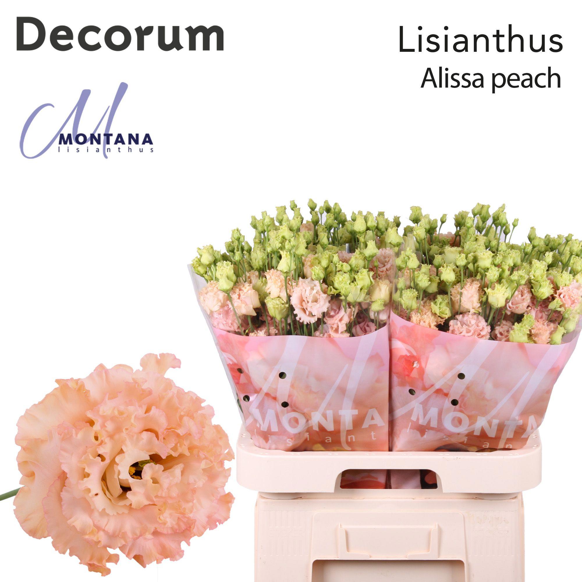 10x Eust.alissa peach du 70cm
