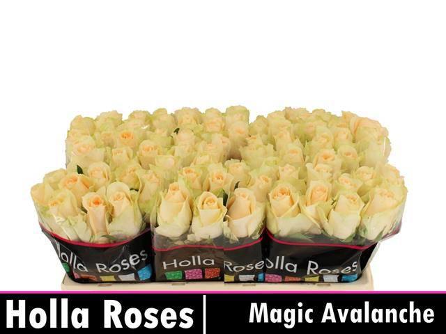 20x Rosa magic avalanche+ 50cm