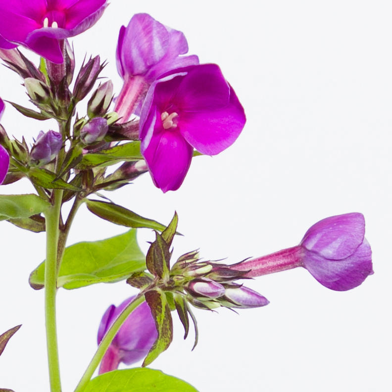 10x Phlox crissy 60cm