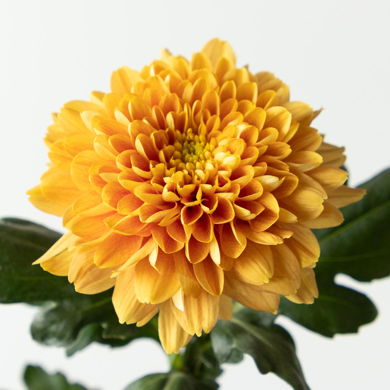 10x Chrysant kalimba orange 70cm