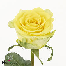 10x Rosa gold play 60cm
