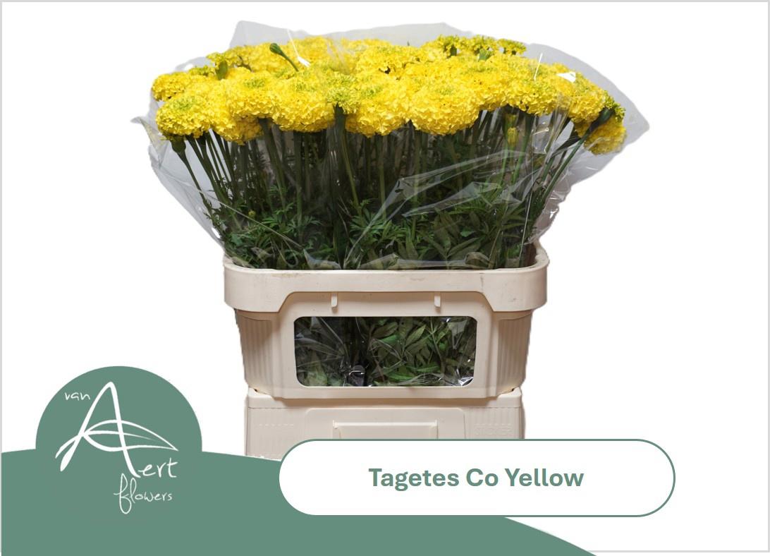 10x Tagetes coco yellow 80cm