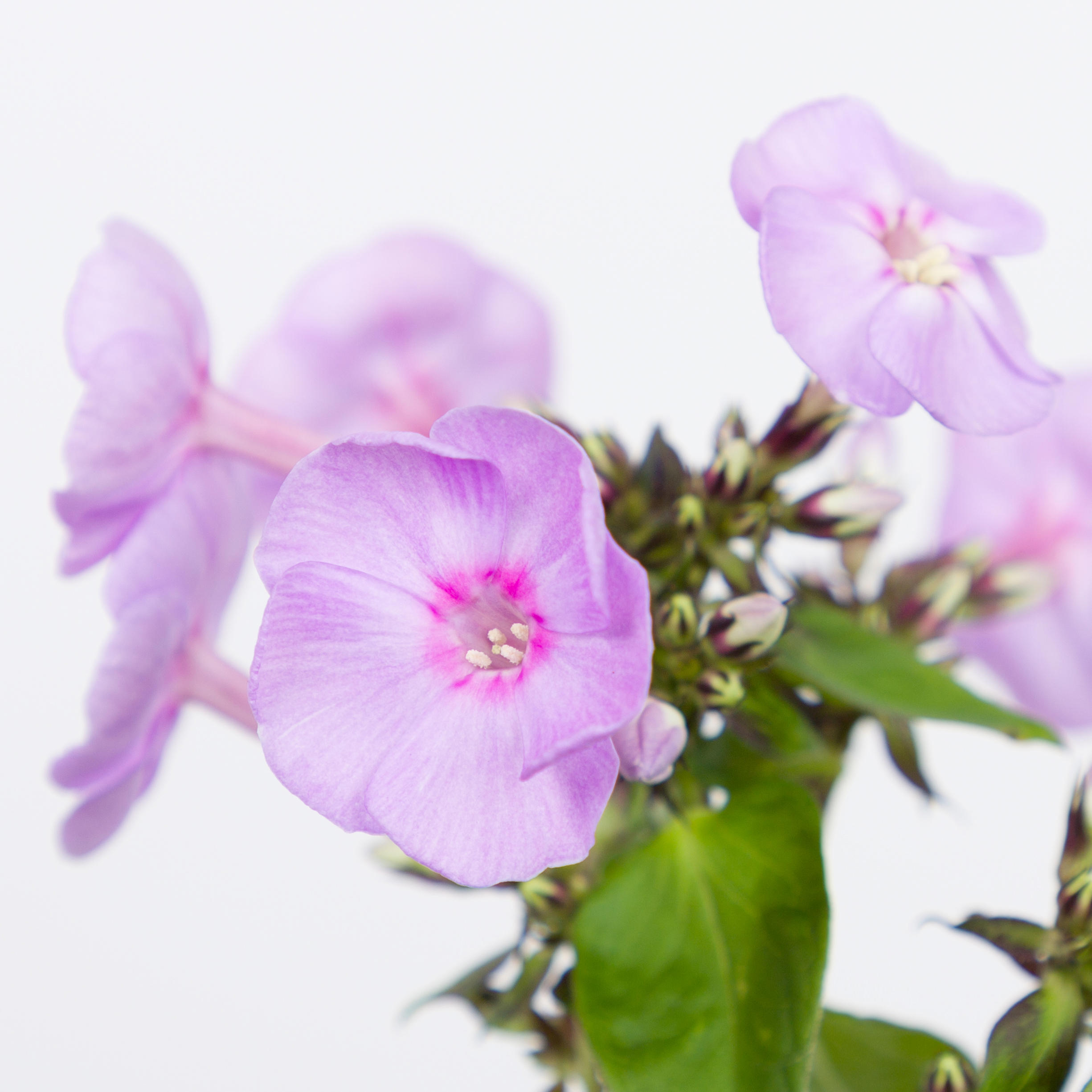 20x Phlox butterlfy 60cm
