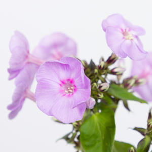 20x Phlox butterlfy 60cm