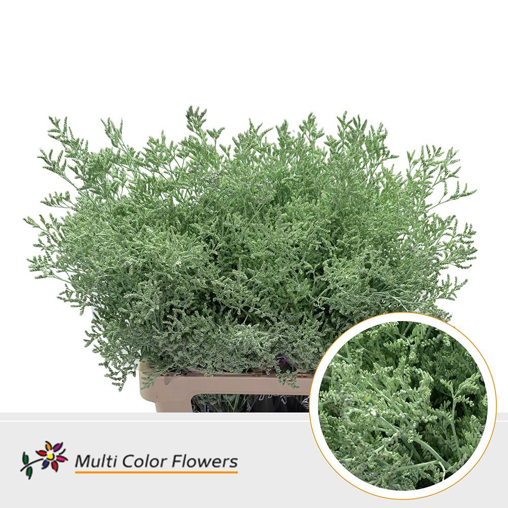 25x Lim. mintgroen 70cm