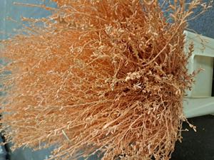 25x Tk myrica apricot 60cm