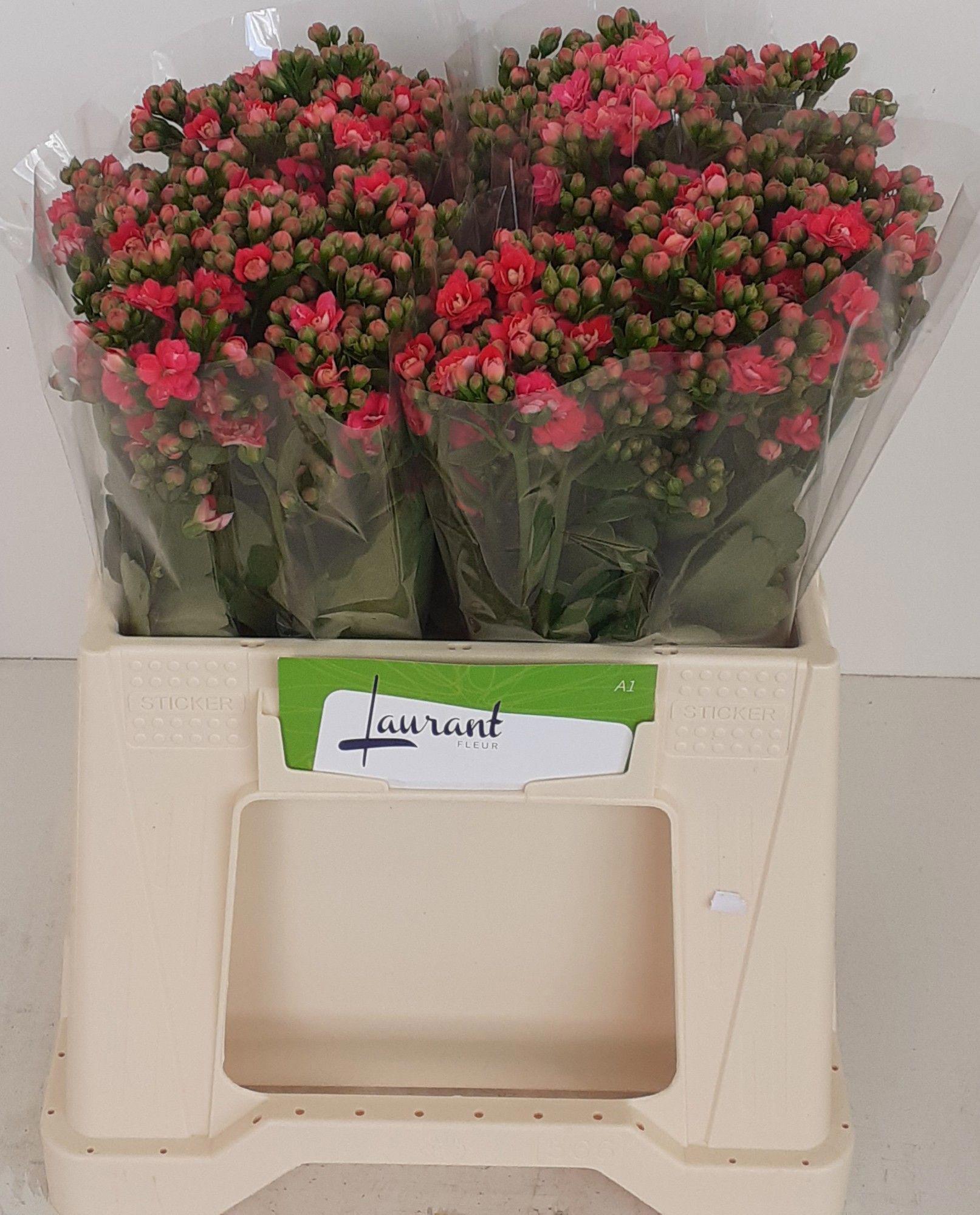 10x Kalanchoe sensual pink meadow 30cm
