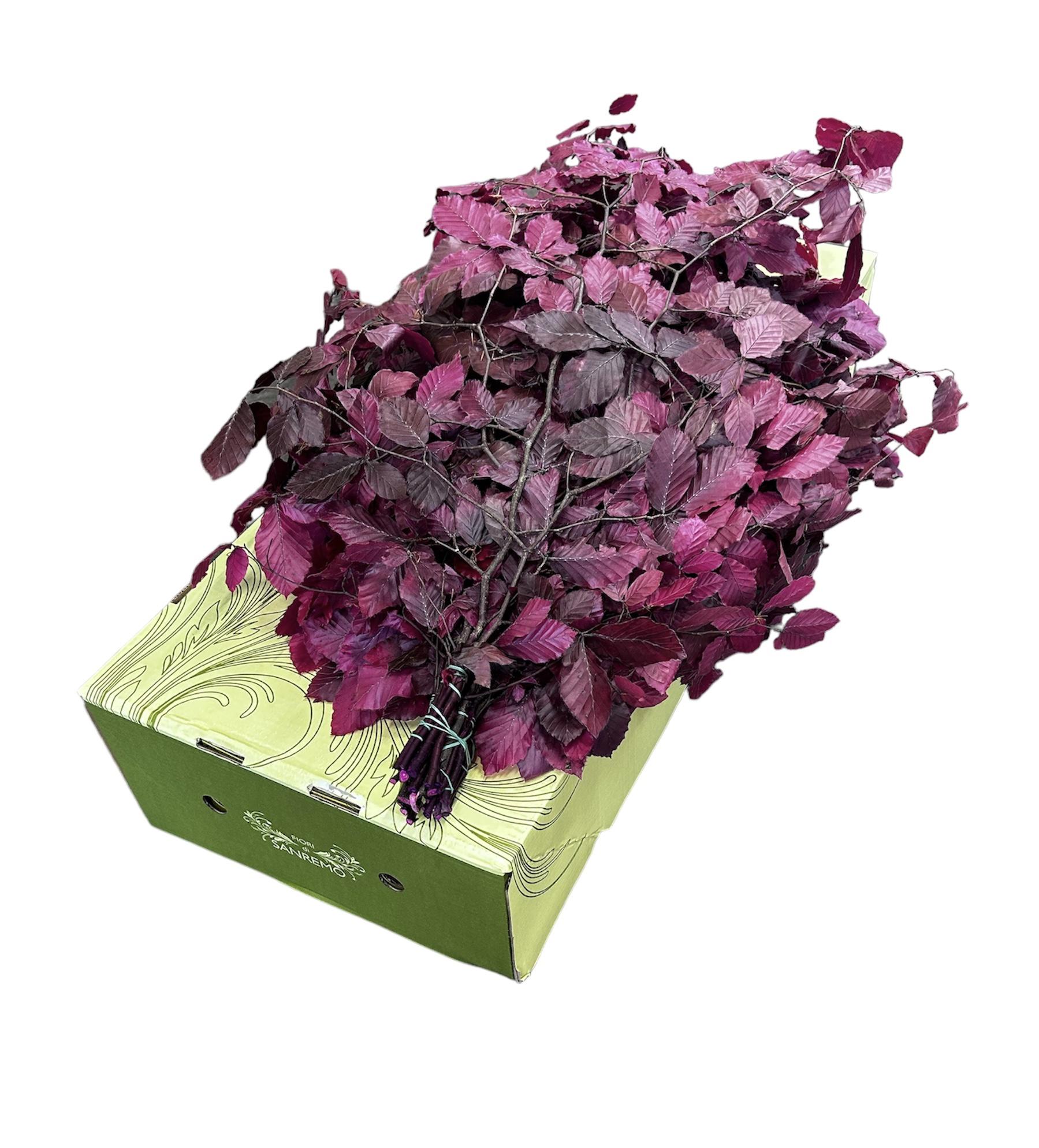 5x Dc fagus lila gestabiliseerd 70cm