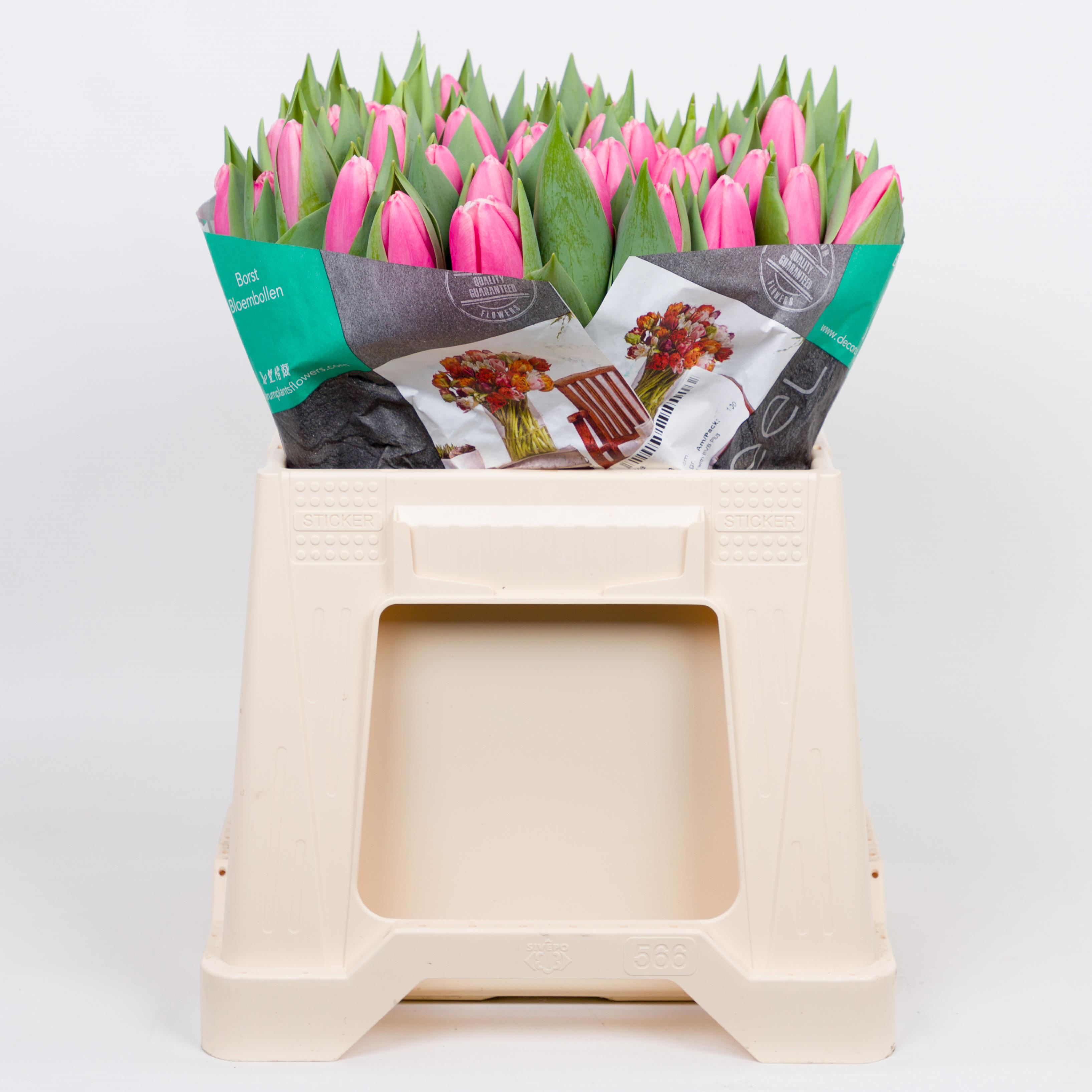 50x Tulipa milkshake en 40cm