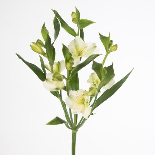 10x Alstroemeria flor.pinot 70cm
