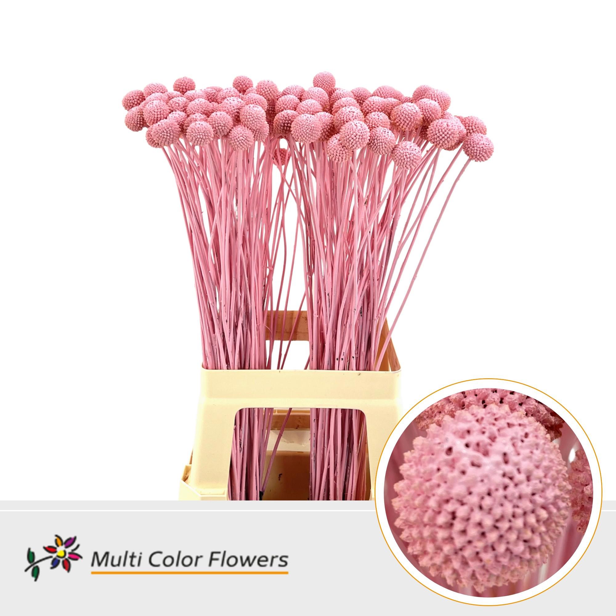 50x Craspedia roze 70cm