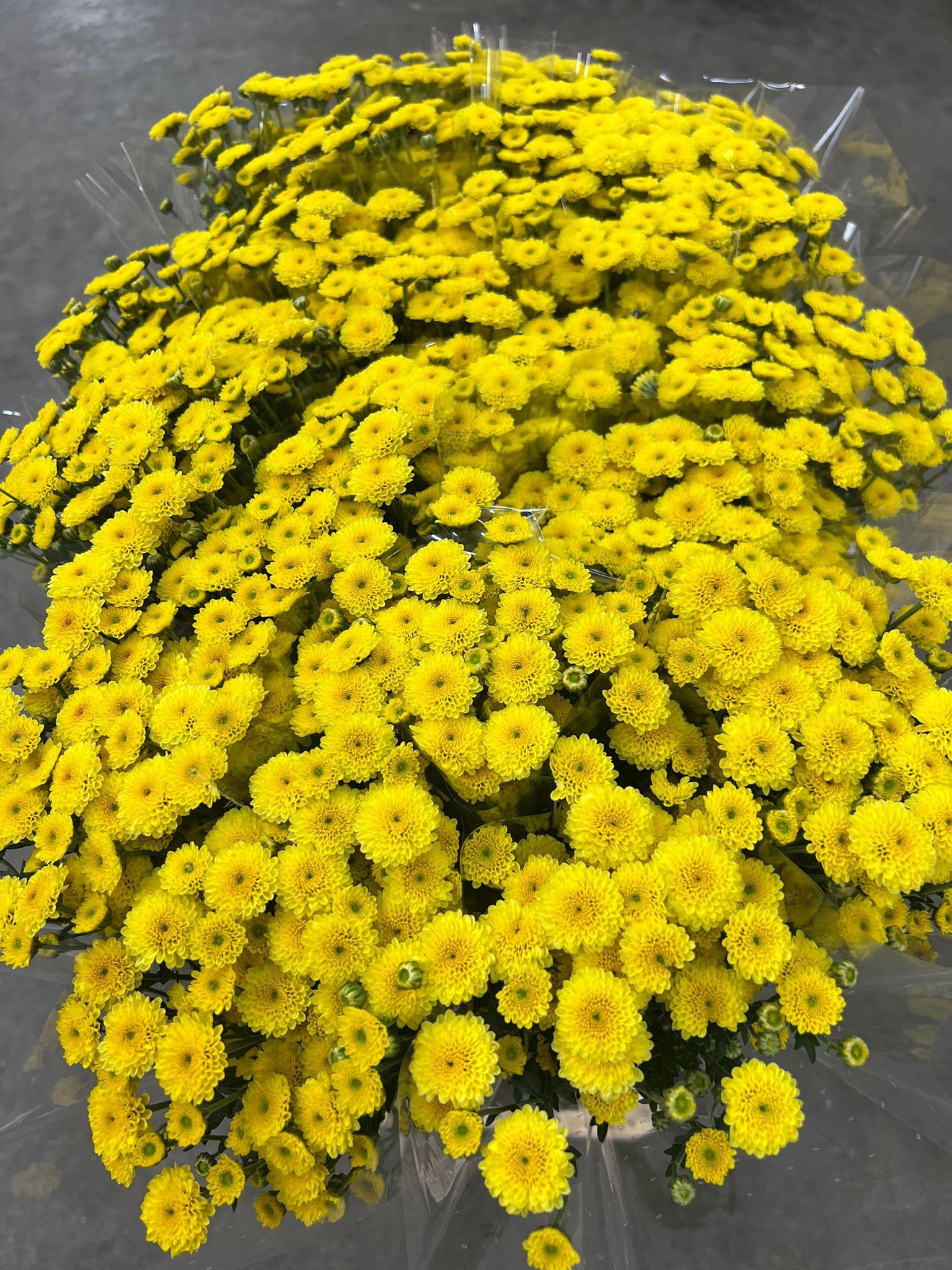 25x Chrysant san.calimero yellow 70cm