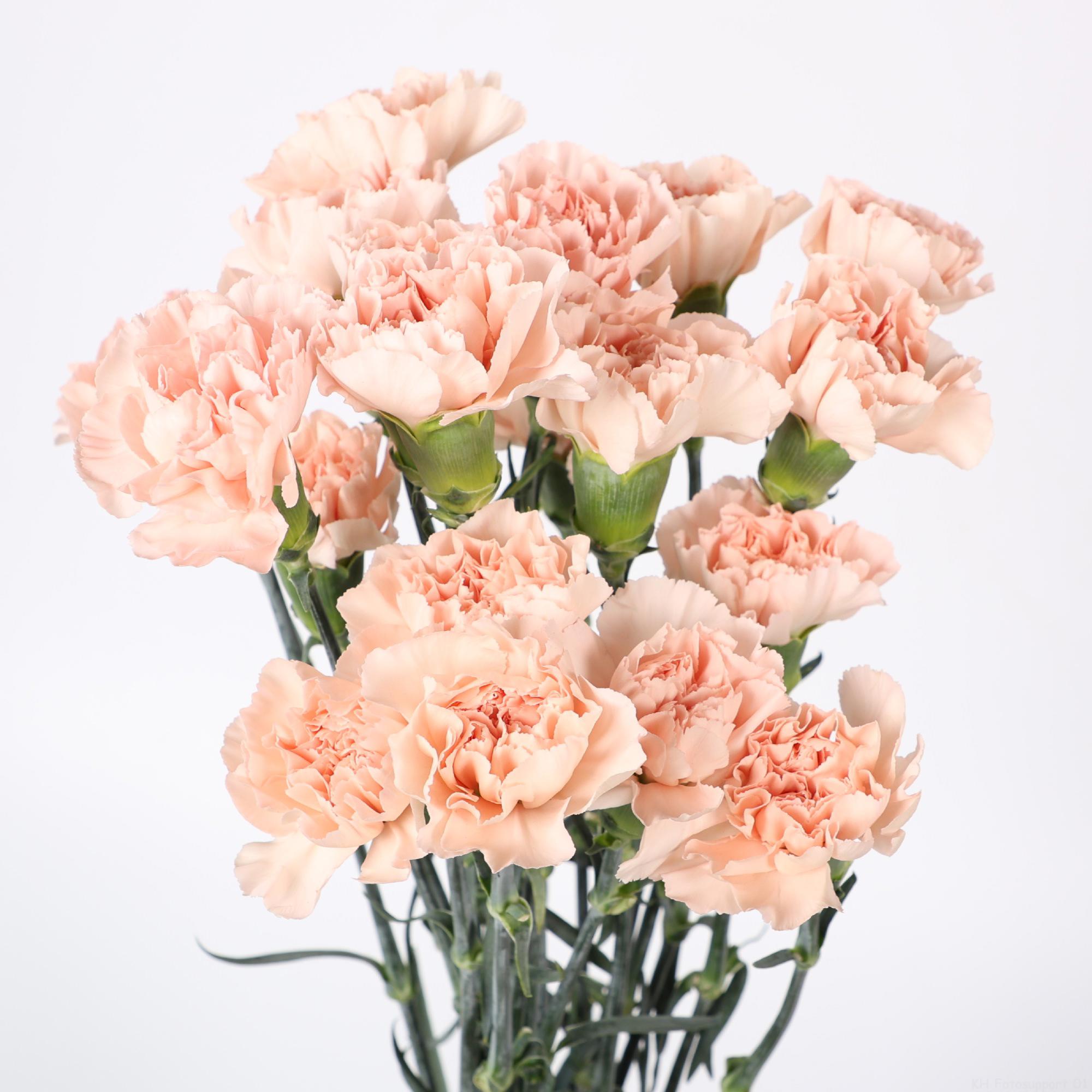 20x Dian.st.peach novia 70cm