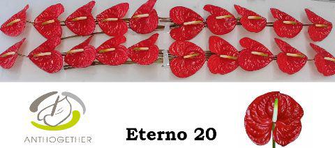20x Anth.eterno