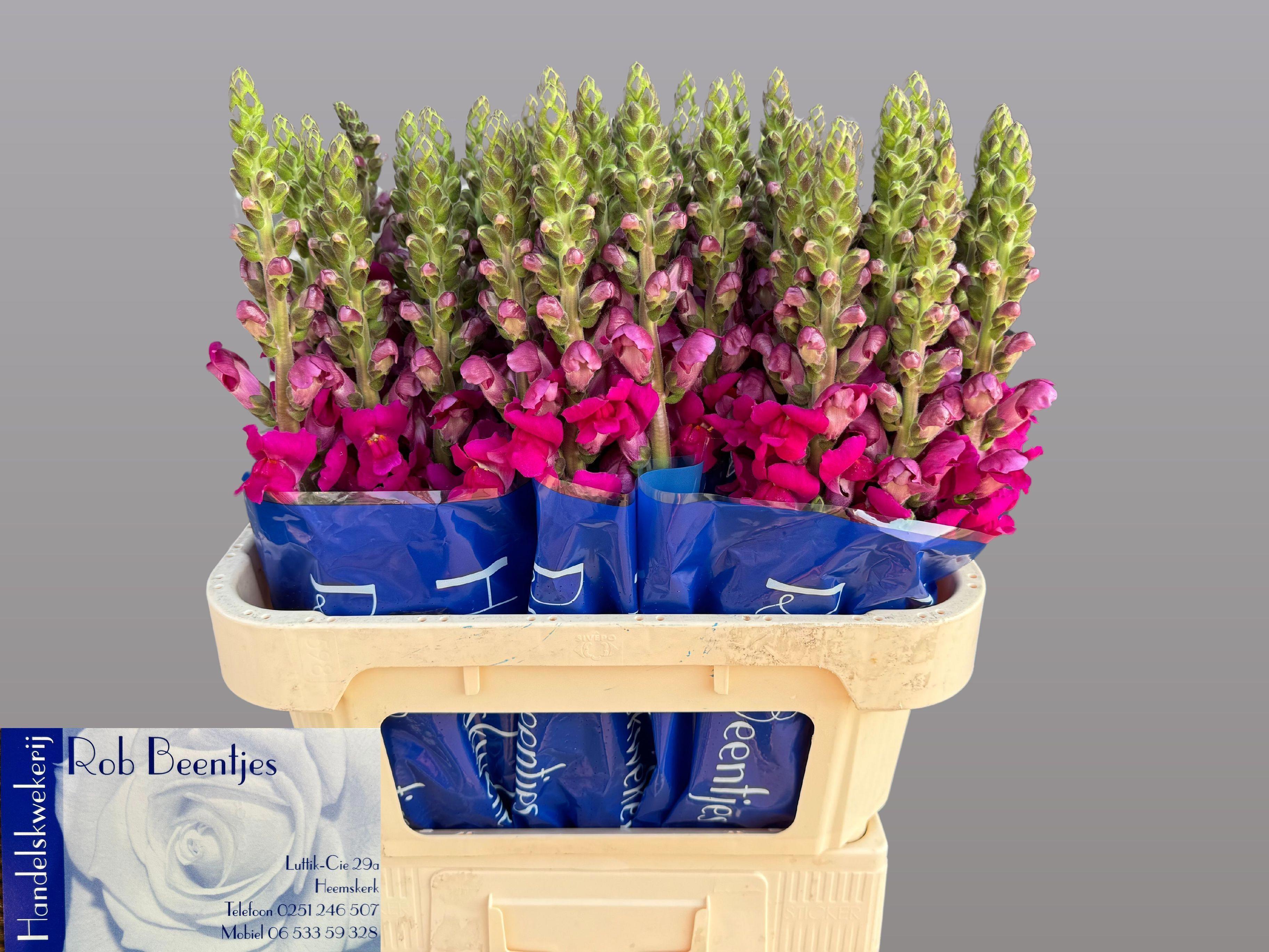 10x Antir.toulon purple 70cm
