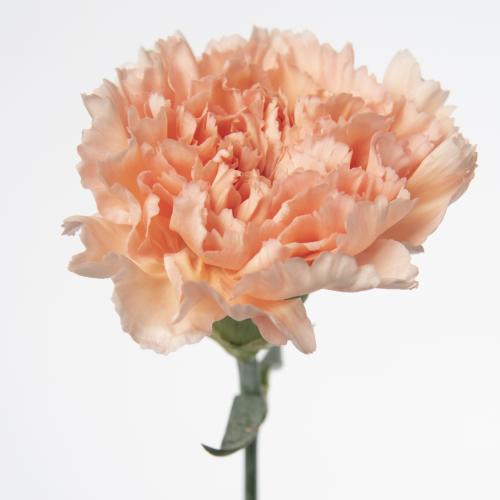 20x Dian.st.peach mambo 70cm