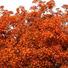 25x Gipskruid m.stars oranje 80cm