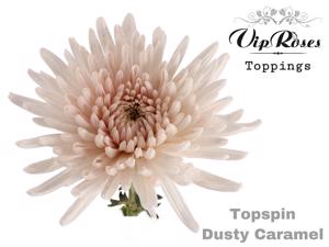 20x Chrysant topspin dusty caramel 70cm