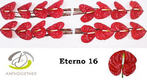 16x Anth.eterno 10cm