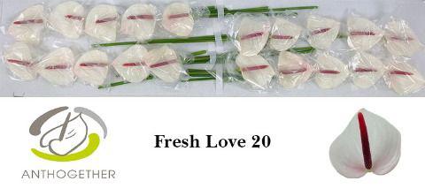 1x Anth.fresh love