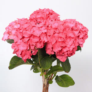 10x Hydr.rodeo rood 60cm