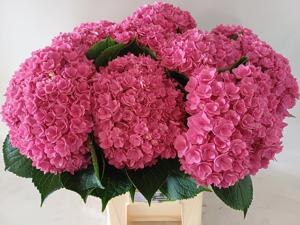10x Hydr.royal kiss 60cm