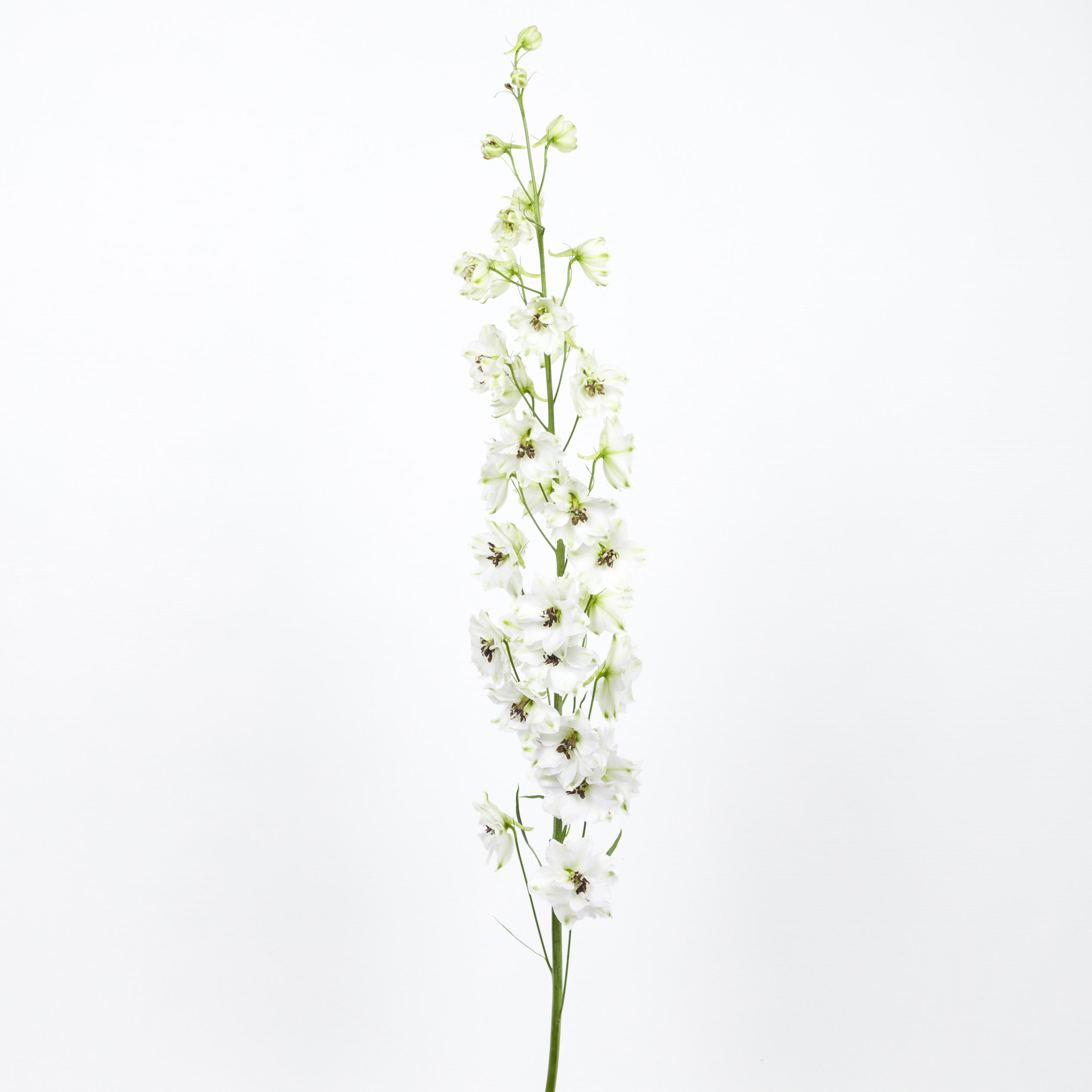 10x Delph.dewi rocket du 80cm