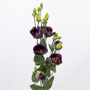 10x Eust.bohemian black violet en 70cm