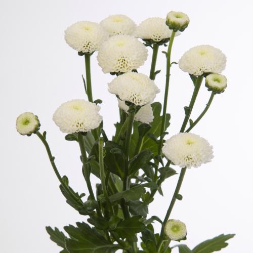 25x Chrysant san.pizarro 50cm