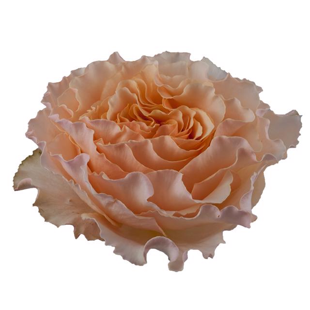 25x Rosa campanella peach 50cm