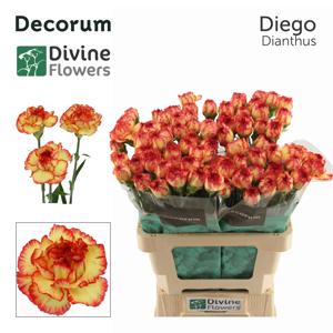 20x Dian.st.diego 60cm