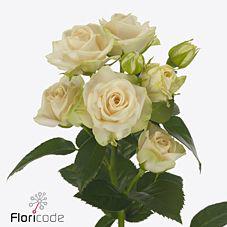 10x Rosa tr. whitney 50cm