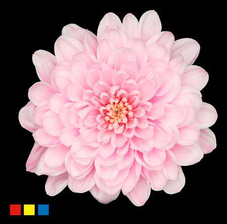 5x Chrysant altaj pastel pink 70cm