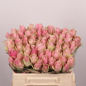 20x Rosa pink athena 30cm