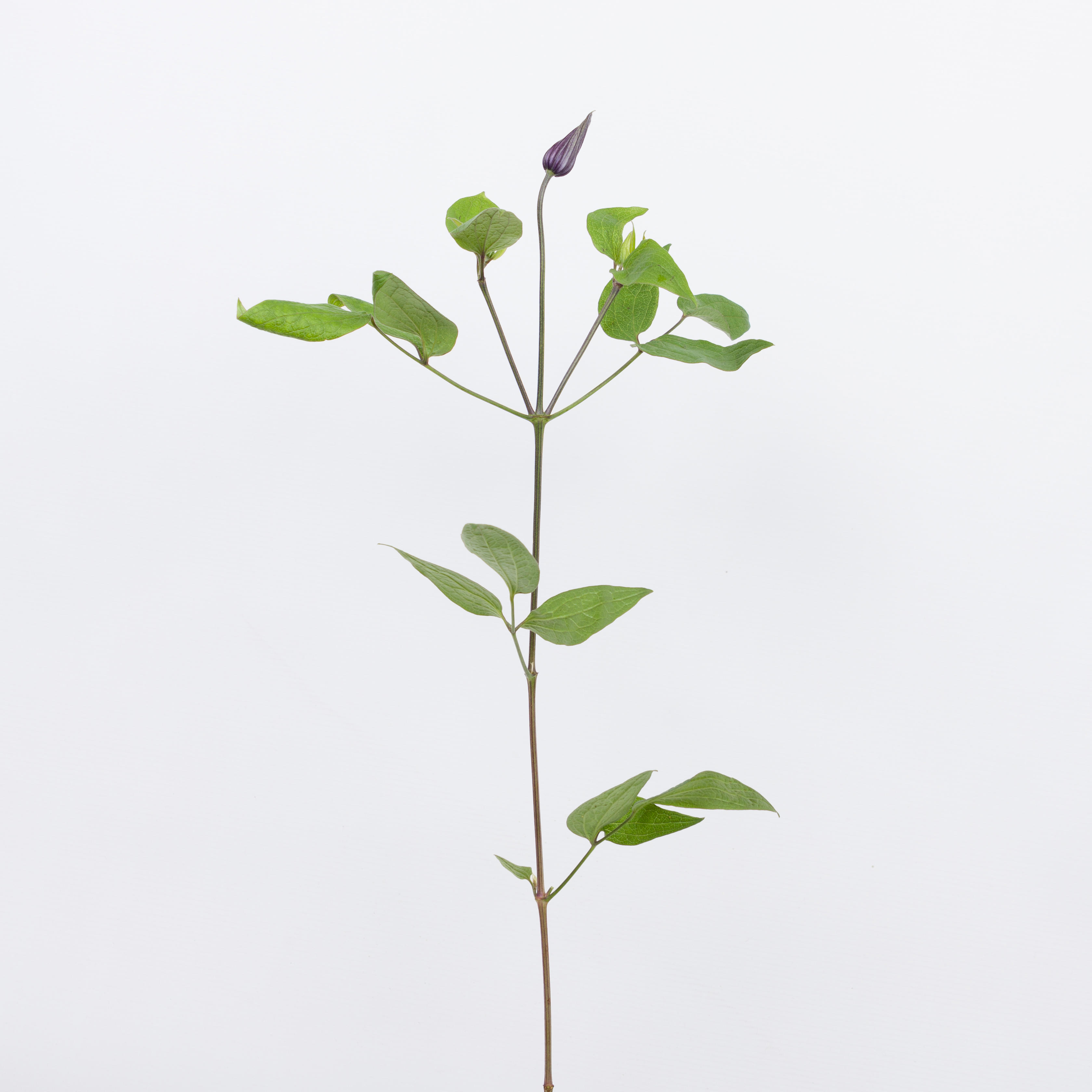 10x Clematis amazing oslo 60cm
