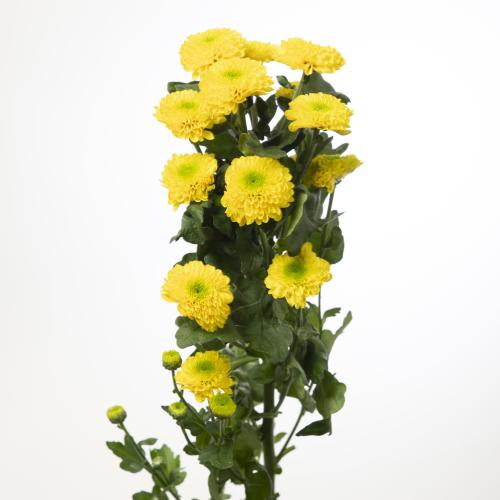10x Chrysant letitbe 70cm