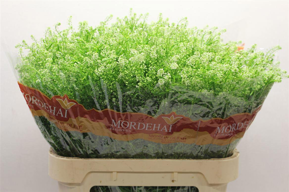 25x Lepid.green bell 80cm