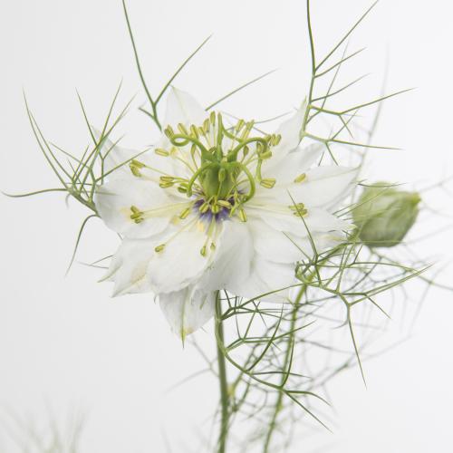 5x Nigella - wit 50cm