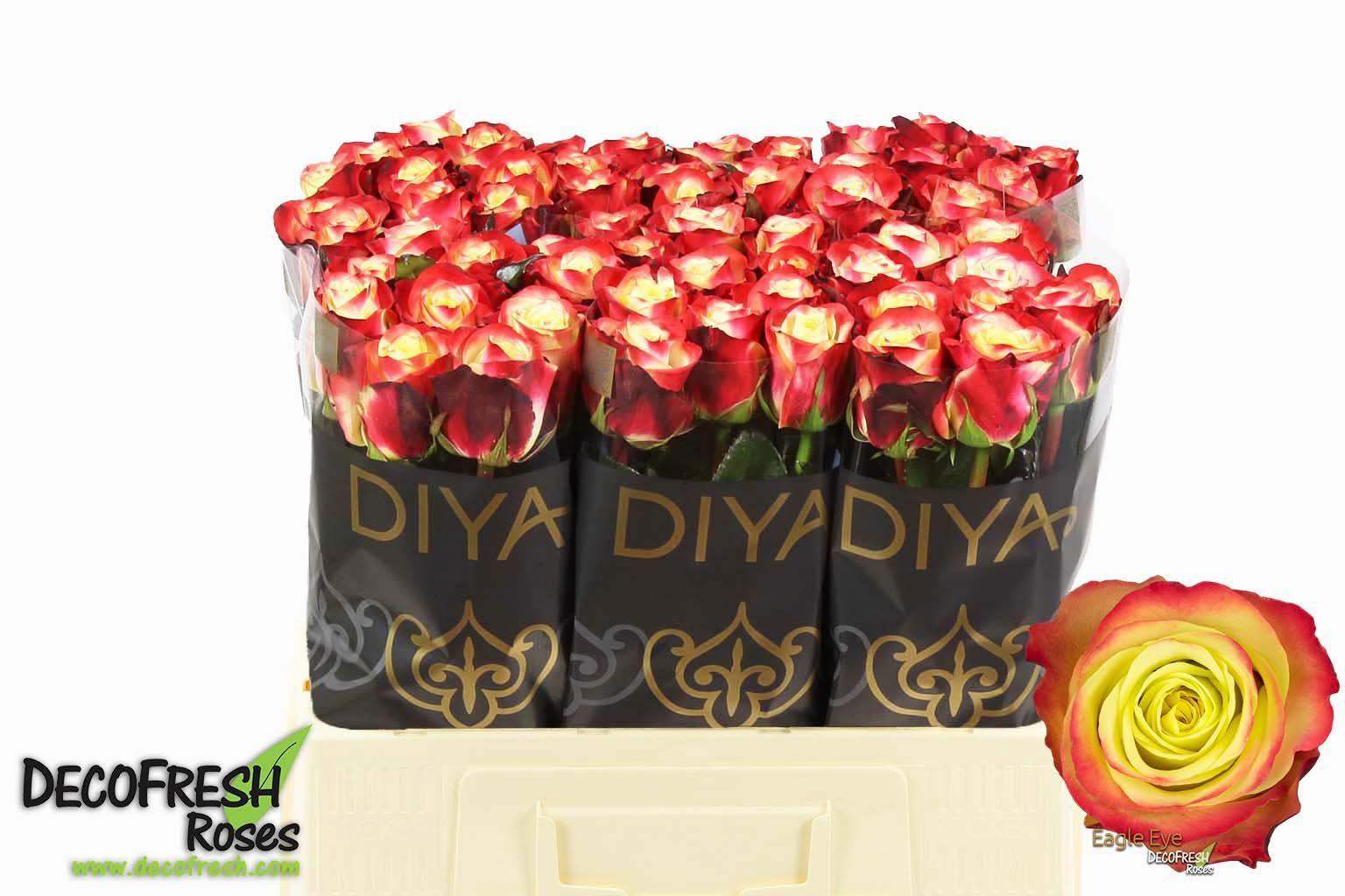 20x Rosa eagle eye 60cm