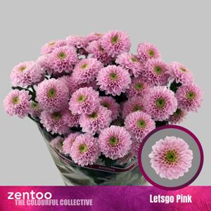 10x Chrysant letsgo pink 70cm