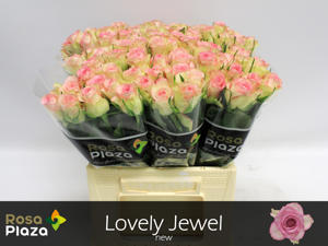 20x Rosa de ruiter's lovely jewel 40cm