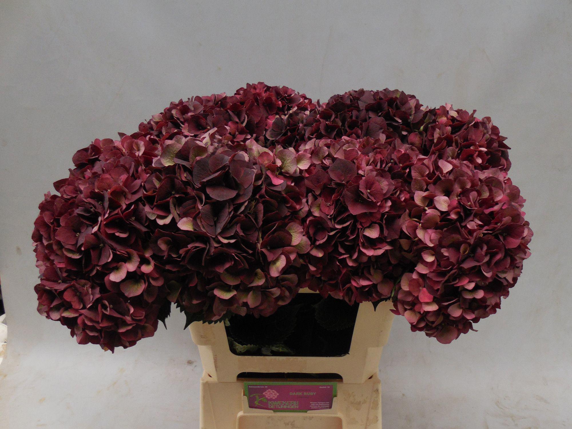 10x Hydr.mag.dark ruby classic 60cm