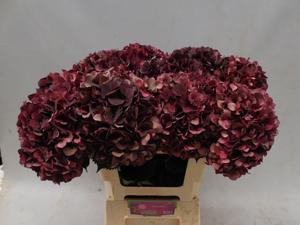 10x Hydr.mag.dark ruby classic 60cm