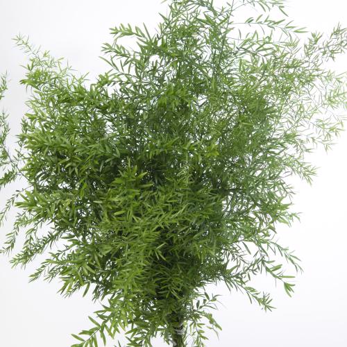 50x Aspar.cwebe 50cm
