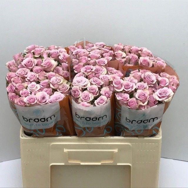 10x Rosa leila 50cm