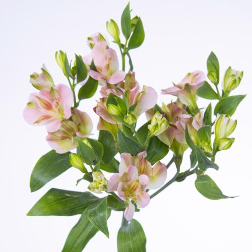 10x Alstroemeria flor.charmelia 70cm