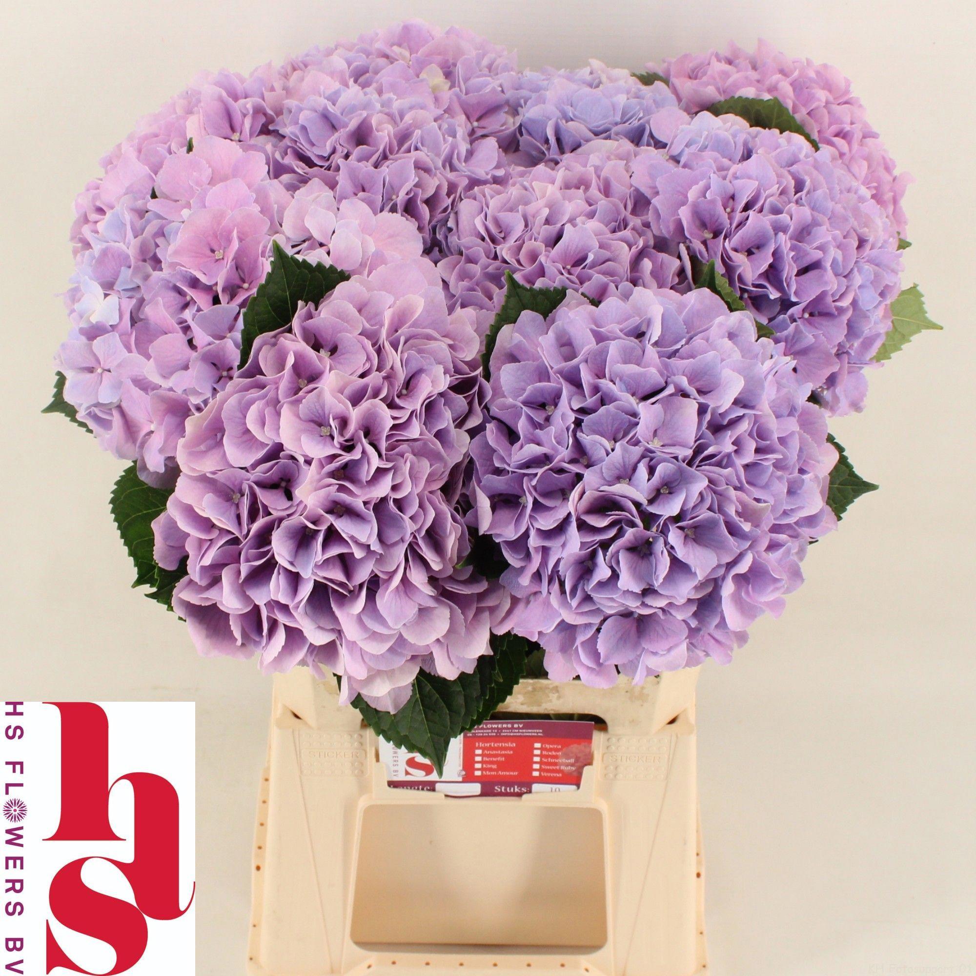 10x Hydr.royal benefit 60cm